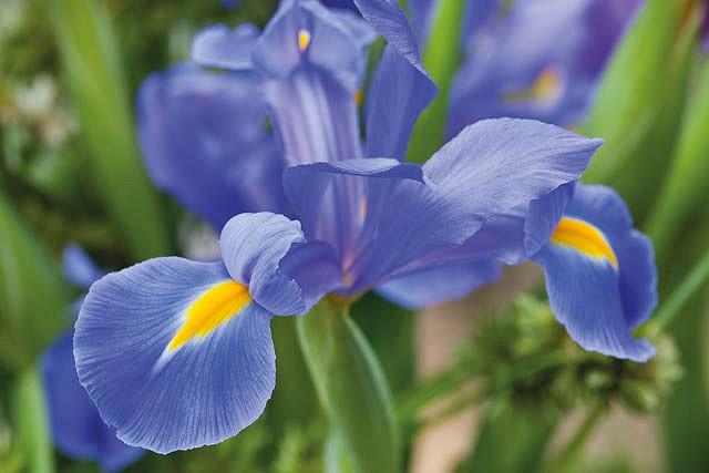Iris Hollandica, Dutch Iris, Late spring blooms, Early summer blooms, Iris Professor Blaauw, Blue Iris, Purple Iris